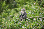 blue monkey
