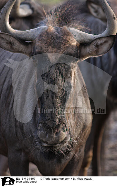 blue wildebeest / BM-01467