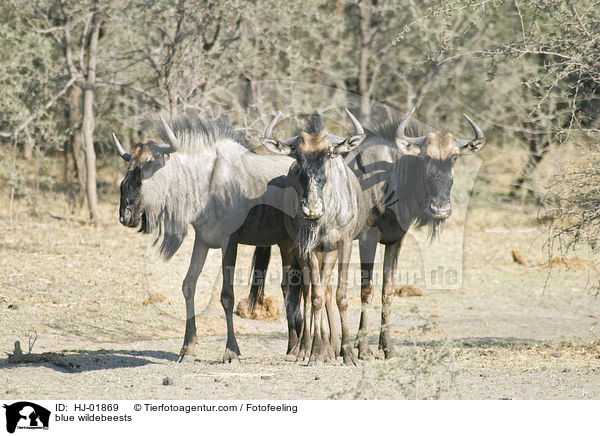blue wildebeests / HJ-01869