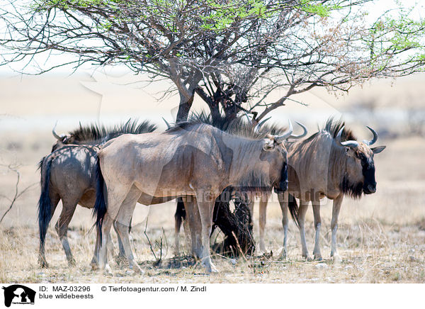 Streifengnus / blue wildebeests / MAZ-03296