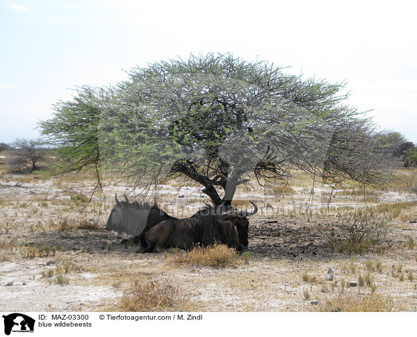 Streifengnus / blue wildebeests / MAZ-03300