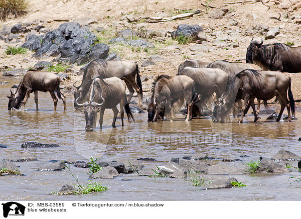 Streifengnus / blue wildebeests / MBS-03589