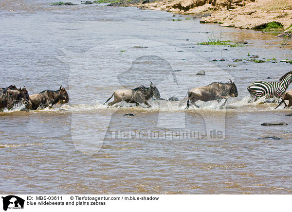 blue wildebeests and plains zebras / MBS-03611