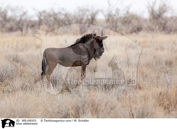 Streifengnu / blue wildebeest / WS-06003