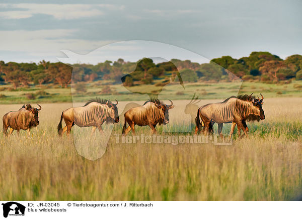 blue wildebeests / JR-03045