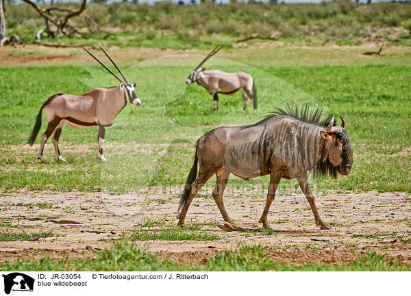 Streifengnu / blue wildebeest / JR-03054