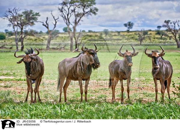 blue wildebeests / JR-03056