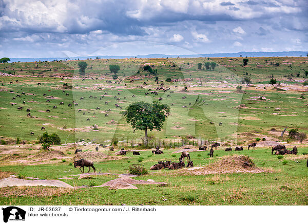 blue wildebeests / JR-03637