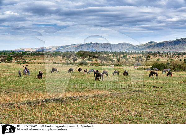 blue wildebeests and plains zebras / JR-03642