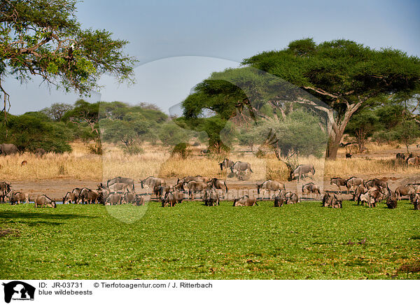 blue wildebeests / JR-03731