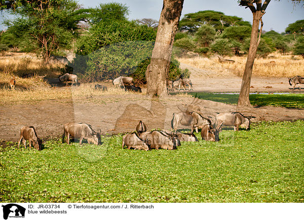 blue wildebeests / JR-03734