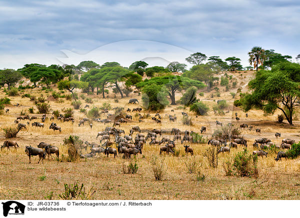 blue wildebeests / JR-03736