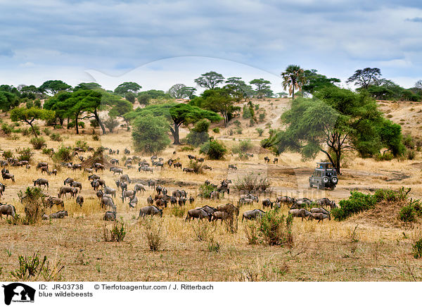 blue wildebeests / JR-03738