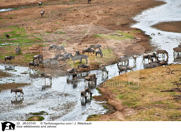 blue wildebeests and zebras / JR-03745
