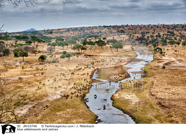 blue wildebeests and zebras / JR-03748