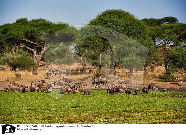 blue wildebeests / JR-03749