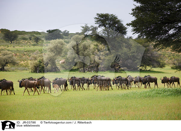 blue wildebeests / JR-03786