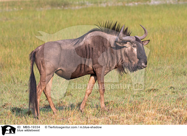 Streifengnu / blue wildebeest / MBS-19334