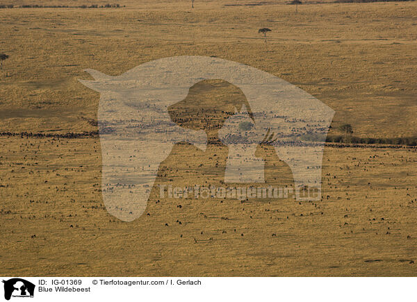 Streifengnus / Blue Wildebeest / IG-01369