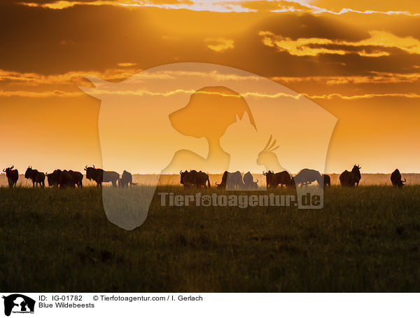 Blue Wildebeests / IG-01782