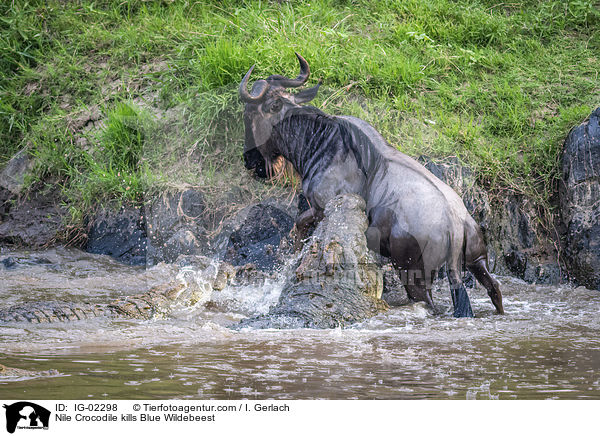 Nile Crocodile kills Blue Wildebeest / IG-02298