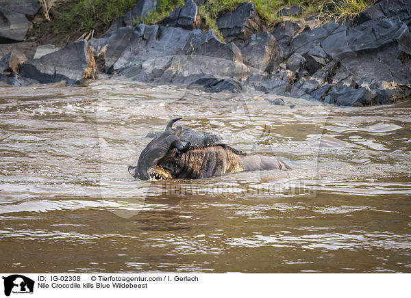 Nilkrokodil ttet Streifengnu / Nile Crocodile kills Blue Wildebeest / IG-02308