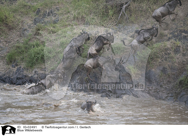 Blue Wildebeests / IG-02491