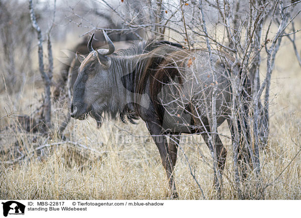 standing Blue Wildebeest / MBS-22817