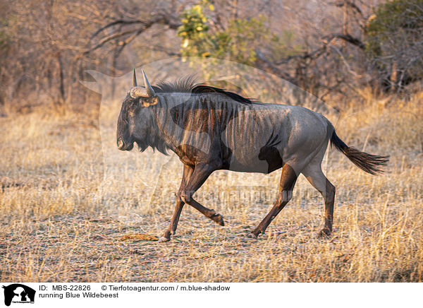 running Blue Wildebeest / MBS-22826