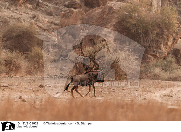 Streifengnu / blue wildebeest / SVS-01628