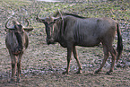 blue wildebeest