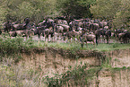 migration of blue wildebeest