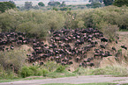 migration of blue wildebeest