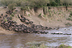 migration of blue wildebeest