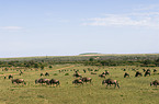migration of blue wildebeest