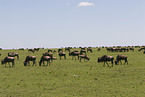 migration of blue wildebeest