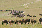 migration of blue wildebeest