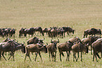 migration of blue wildebeest