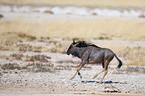 blue wildebeest