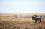 blue wildebeest