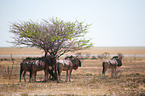 blue wildebeests