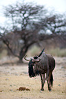 blue wildebeest