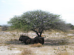 blue wildebeests