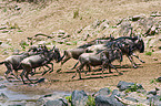 blue wildebeests