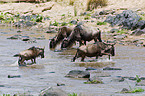 blue wildebeests