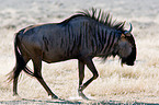 blue wildebeest