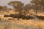 blue wildebeests