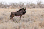 blue wildebeest