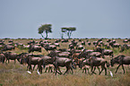 blue wildebeests