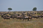 blue wildebeests